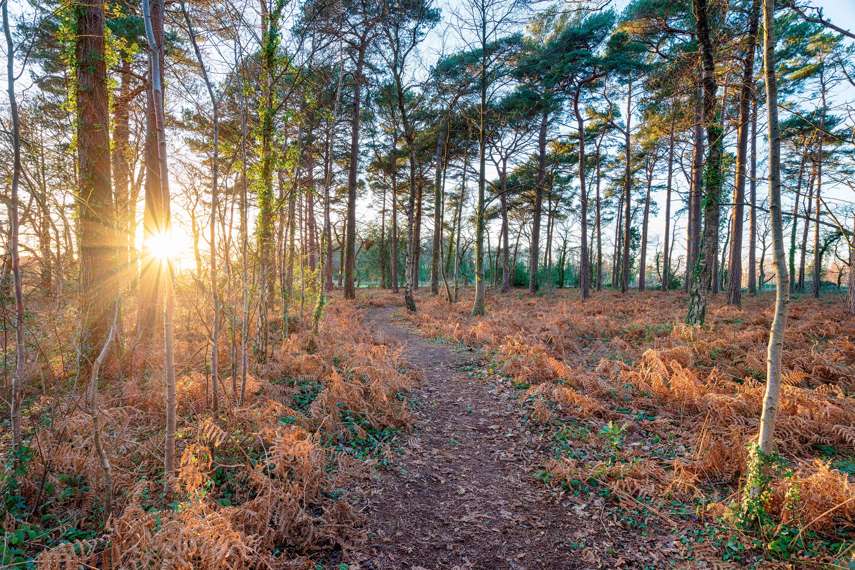 Connect with nature in the Wareham Forest