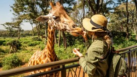 Close up shot of a giraffe being hand fed by a female tourist in a zoo