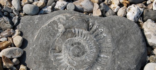 8. Go hunting for fossils