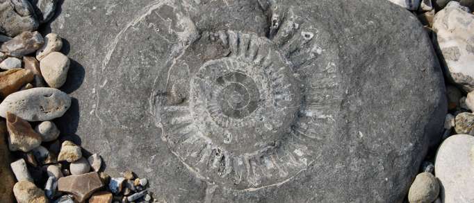 5. Fun with fossils