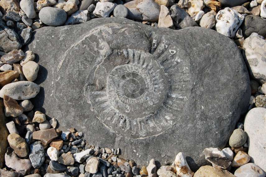 5. Fun with fossils