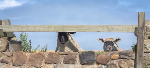 Window on Wild Lindisfarne