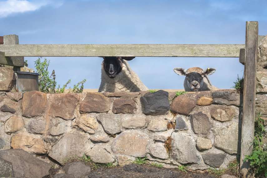 Window on Wild Lindisfarne