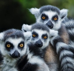 Lemurs