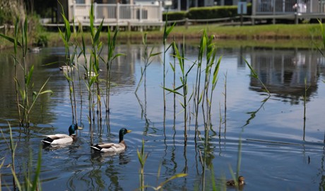 The lake view pitches at Reighton Sands, Yorkshire