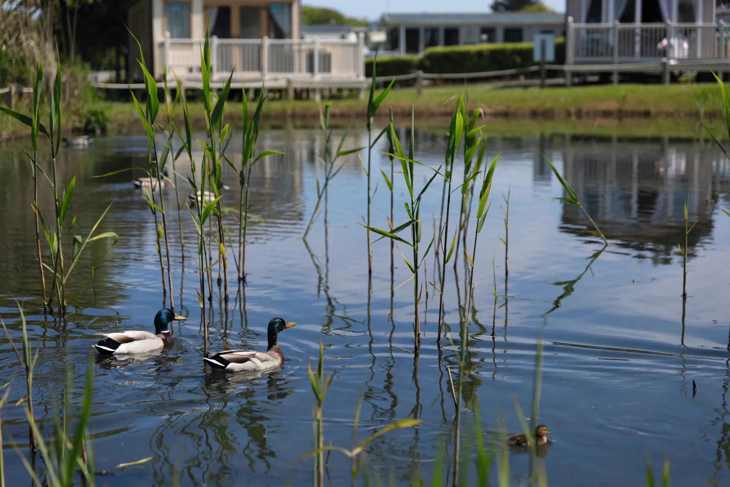 Three reasons why Wild Duck is the pitch-perfect place to buy a caravan