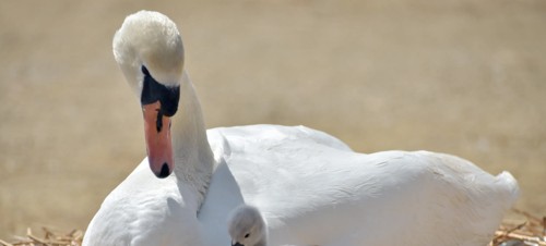 8. Abbotsbury Swannery, Weymouth