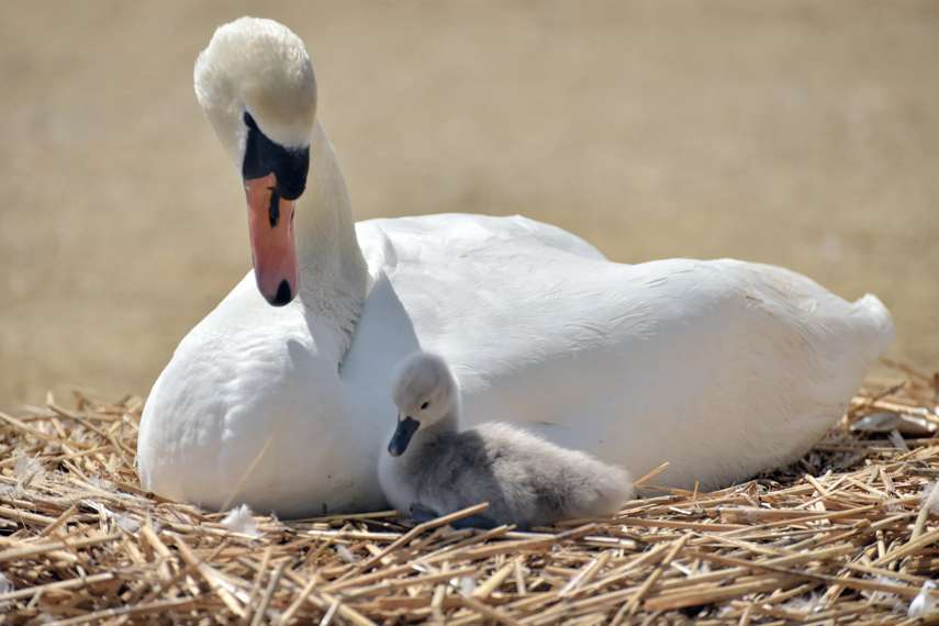 5. Abbotsbury Swannery 