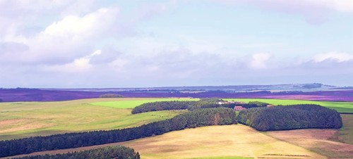 Broxa Forest  