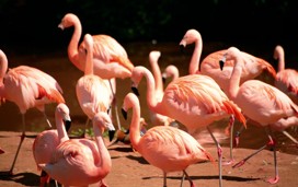 Flamingo Land