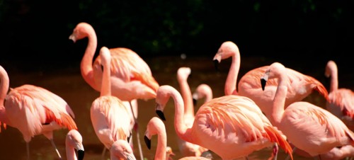 Flamingo Land Theme Park and Zoo, Malton 