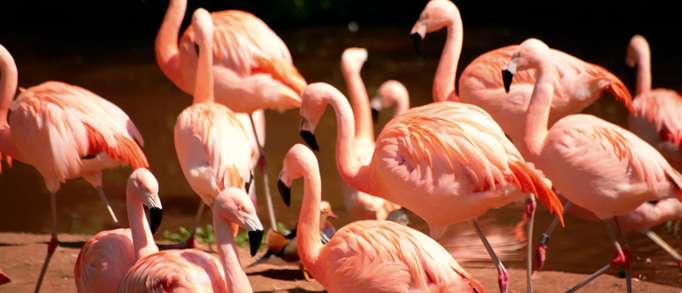 Flamingo Land Theme Park and Zoo, Malton 