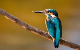 Colne Point Nature Reserve 