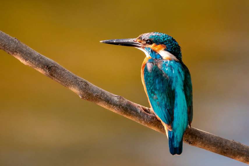 4. Howlands Nature Reserve