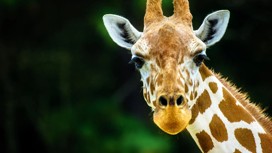 Africa Alive! Wildlife Park, Kessingland