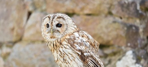 Best places to visit for kids aged 4-11 in the Lake District
