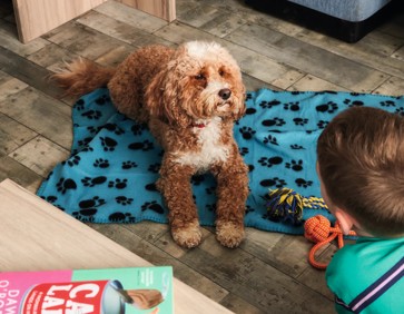 Dog in holiday home let by Haven