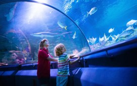 Kids watch tropical fish, marine life in an aquarium