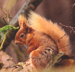 Brownsea Island Dorset, Poole