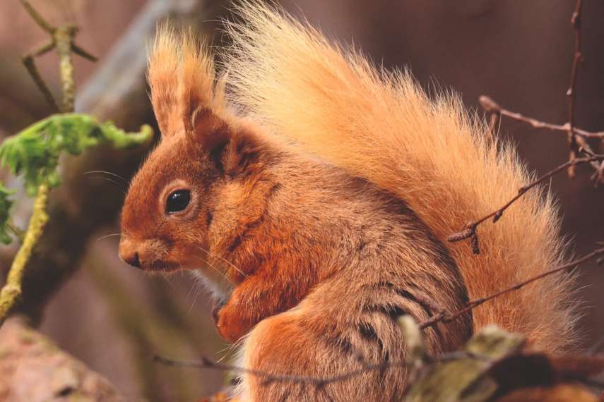 3. Brownsea Island Dorset, Poole