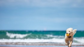 Dog running on beach