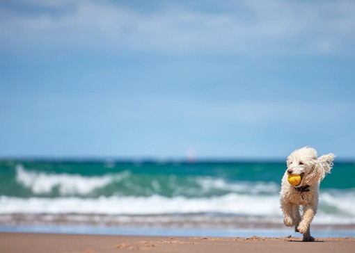 Dog-friendly beaches in Somerset