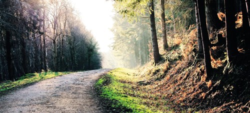 3. Haldon Forest Park 