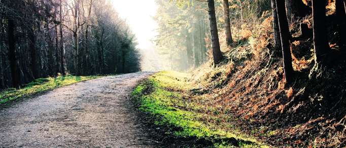 3. Haldon Forest Park 