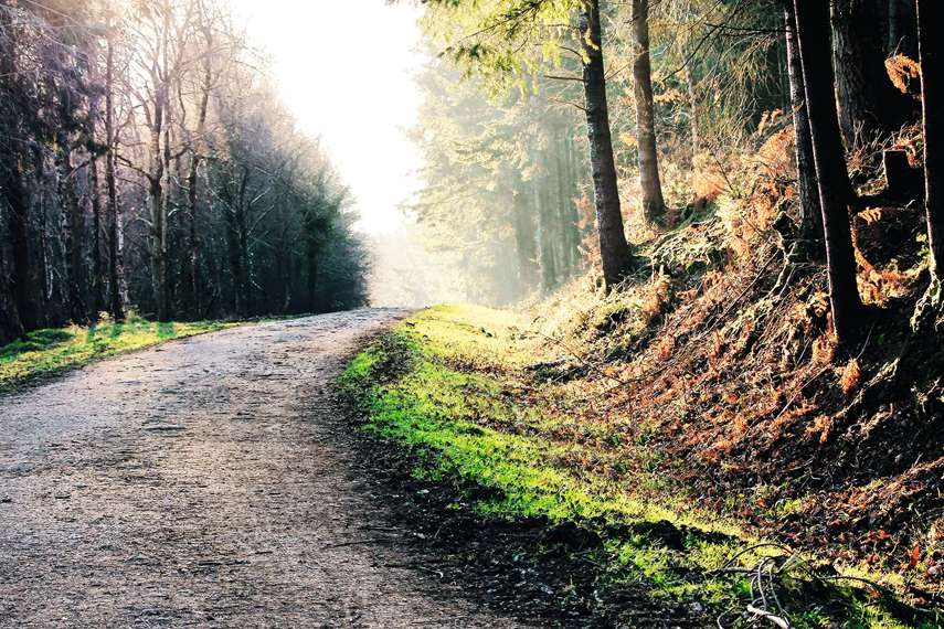 3. Haldon Forest Park 